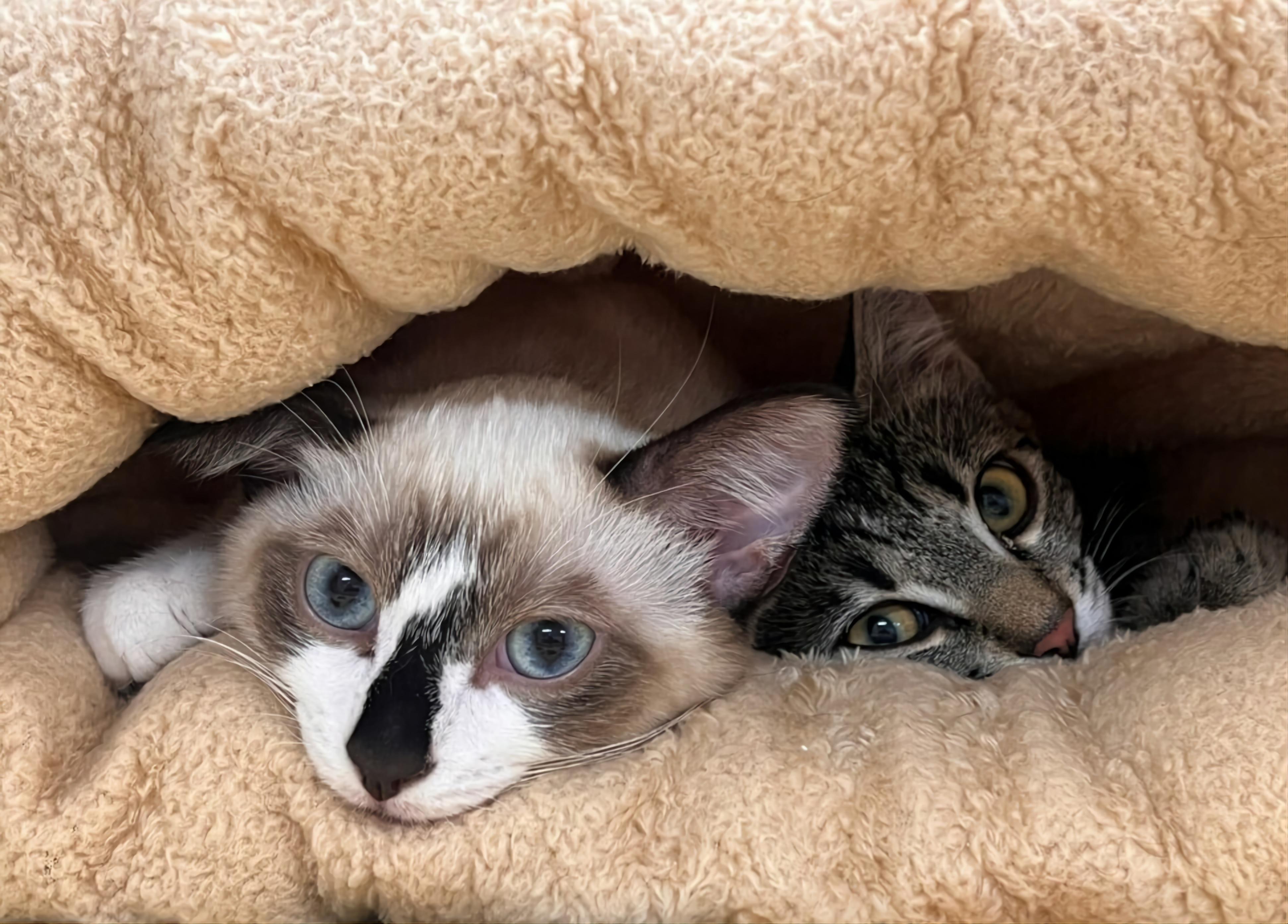 Brie  Fontina Brie and Fontina are 4-month old sisters who are very bonded and will be adopted toge