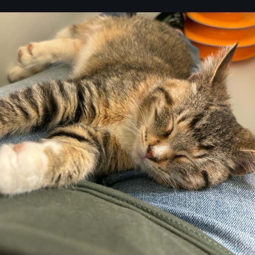 Thundersnow, a ADOPTABLE mixed breed in Chicago, IL image 3/6