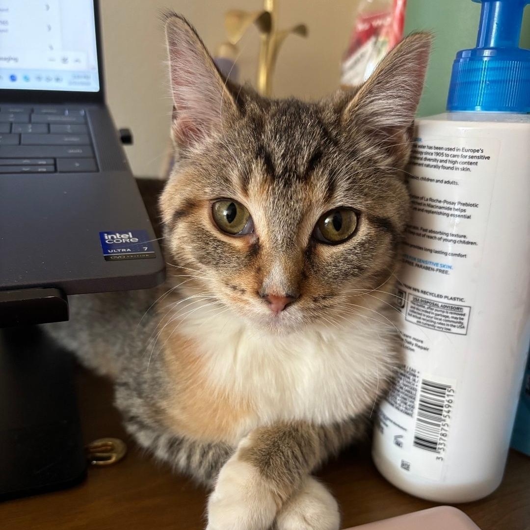 Thundersnow, a ADOPTABLE mixed breed in Chicago, IL image 5/6