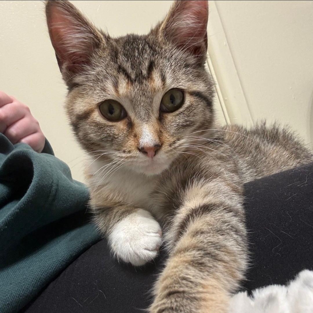 Thundersnow, a ADOPTABLE mixed breed in Chicago, IL image 1/6