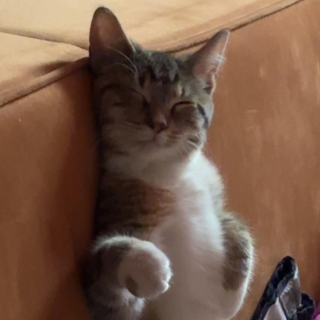 Thundersnow, a ADOPTABLE mixed breed in Chicago, IL image 6/6