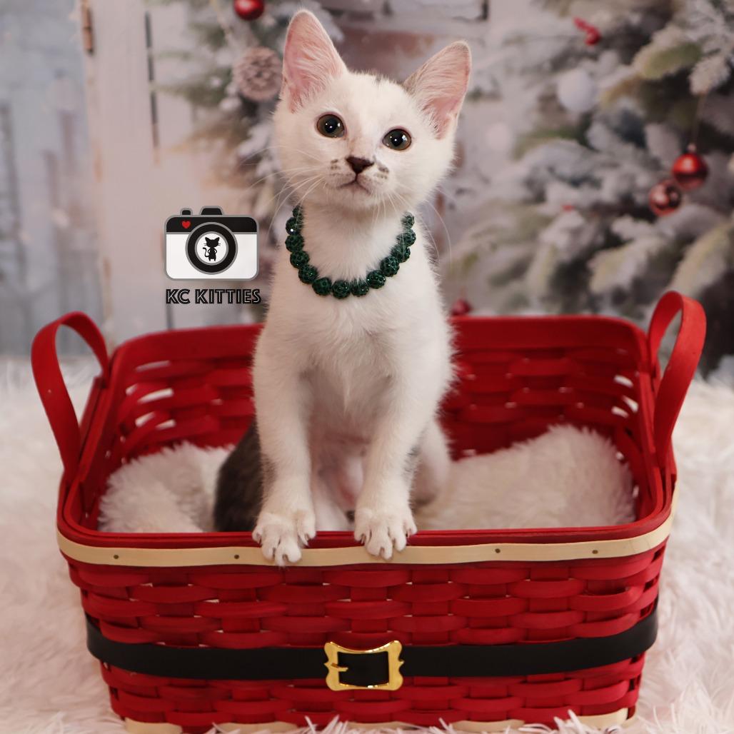 Dot, a Adoptable Domestic Medium Hair image 1/6