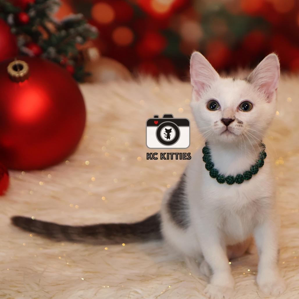 Dot, Adoptable, Kitten Female Domestic Medium Hair.