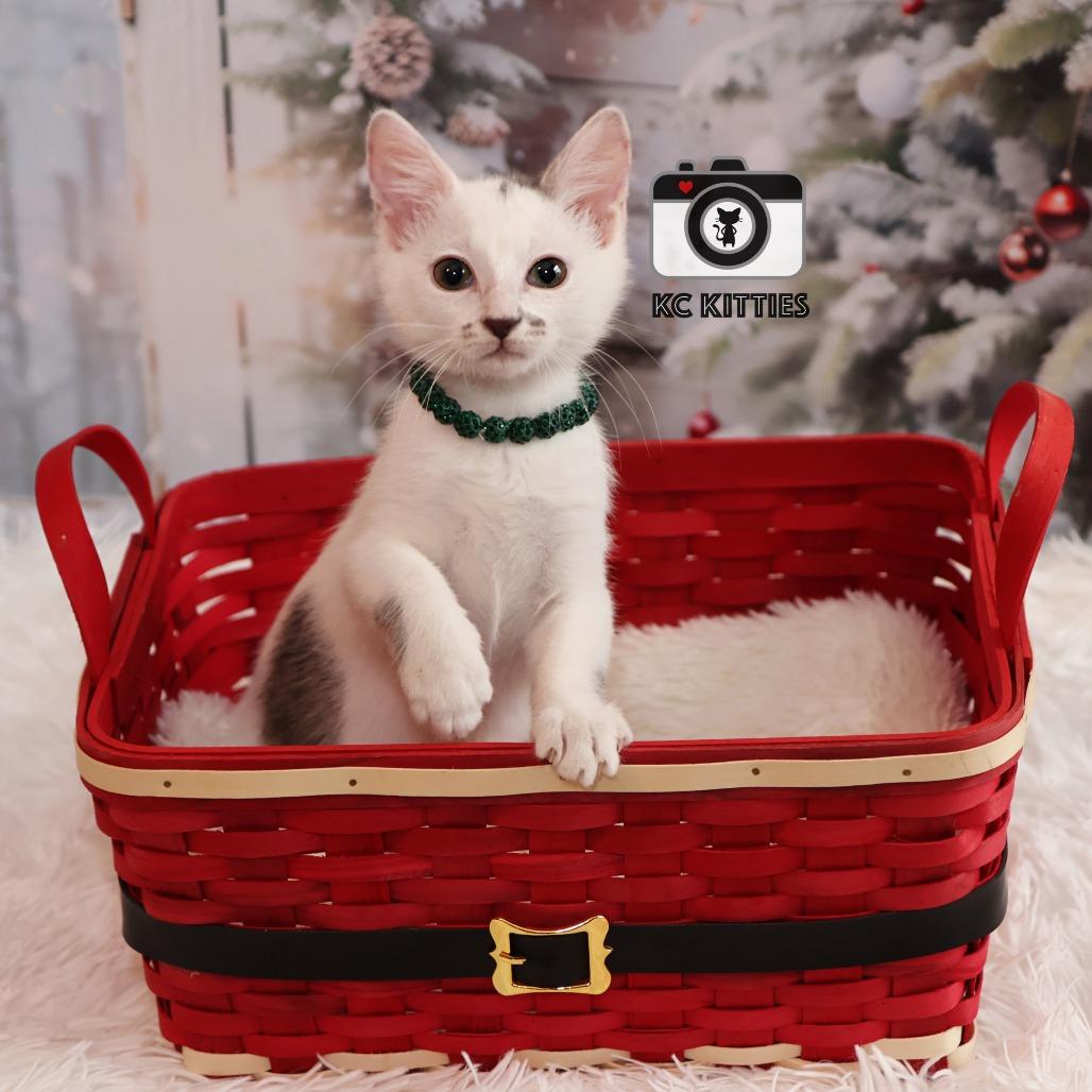 Dot, a Adoptable Domestic Medium Hair image 3/6