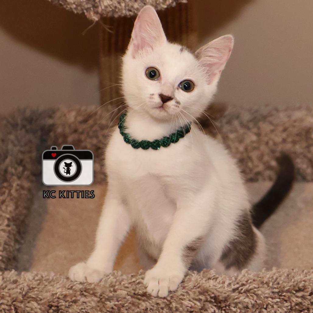 Dot, a Adoptable Domestic Medium Hair image 4/6