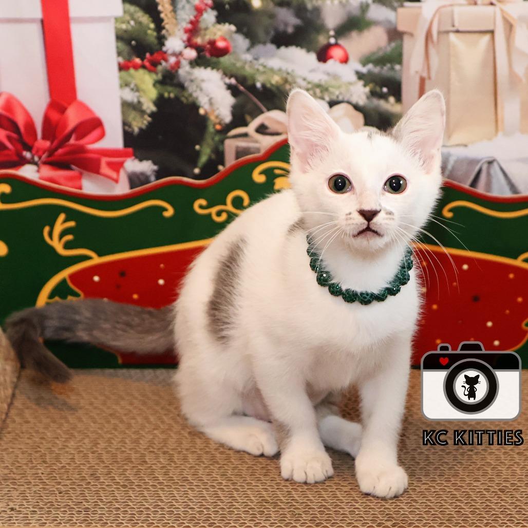 Dot, a Adoptable Domestic Medium Hair image 5/6