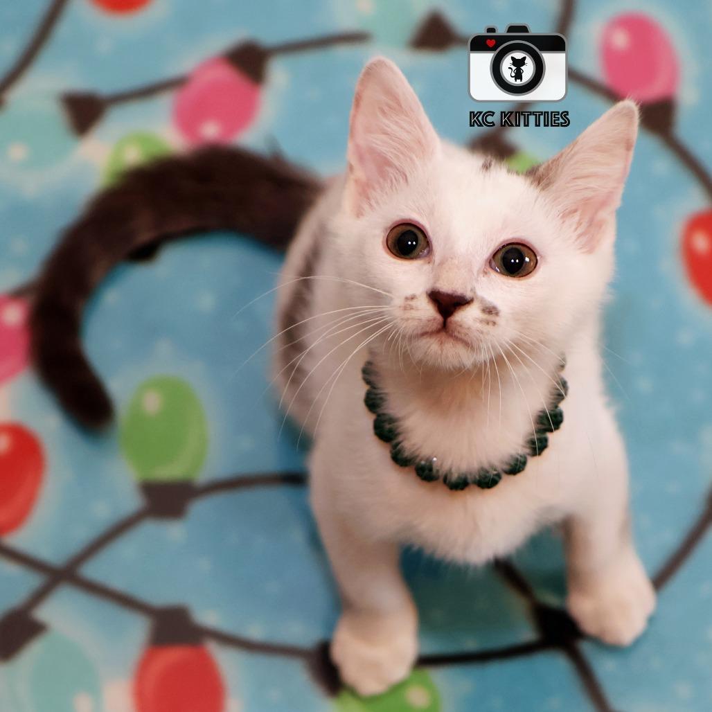 Dot, a Adoptable Domestic Medium Hair image 6/6