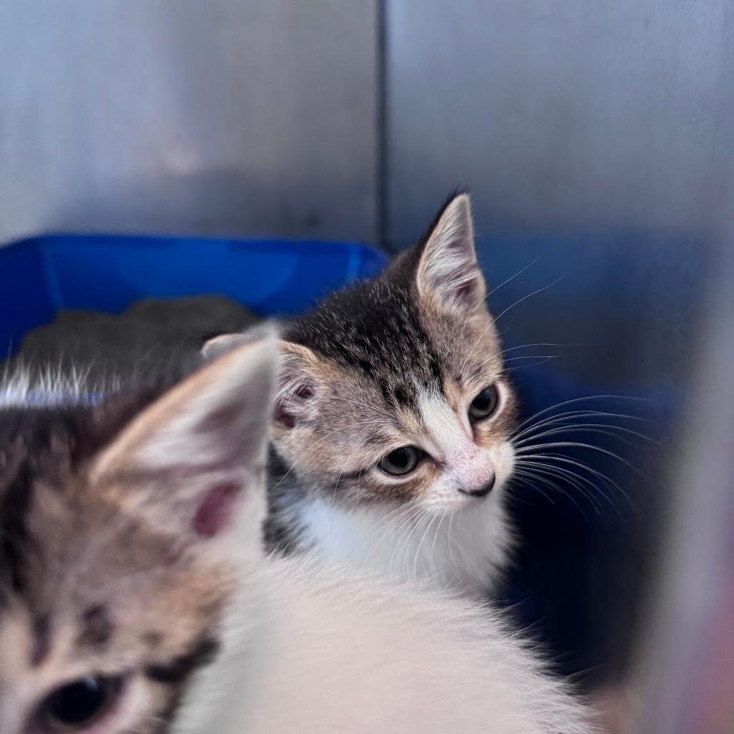 Blastoise, Adoptable, Kitten Female Domestic Short Hair.