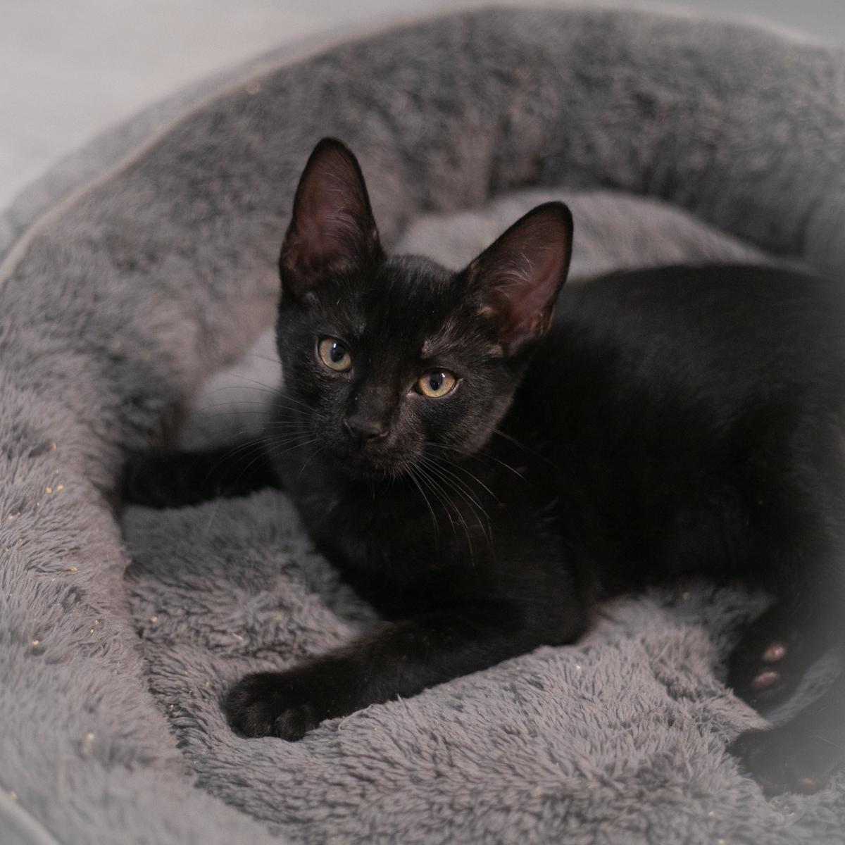 Jet