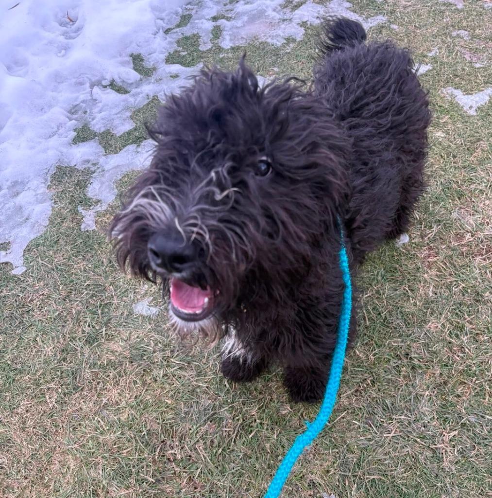 Enlarge Maxx, a Adoptable mixed breed in North Syracuse, NY image 1/3