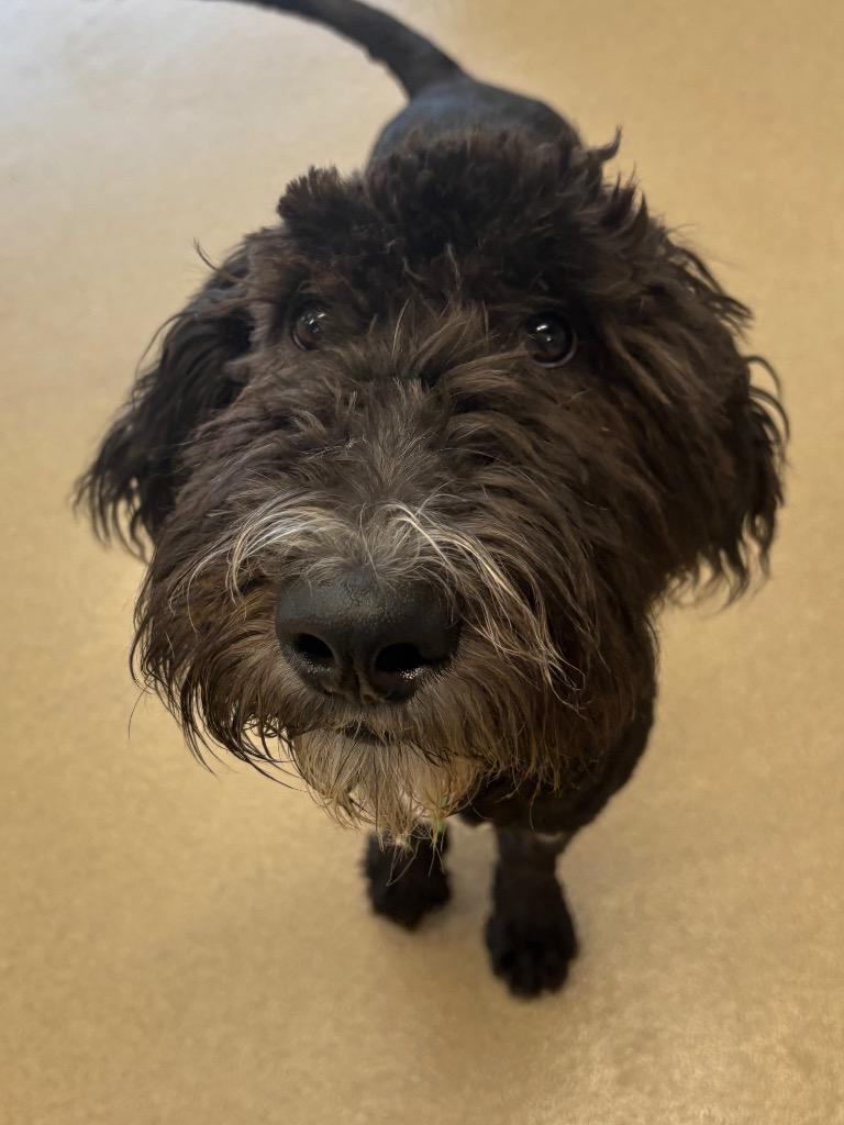 Enlarge Maxx, a Adoptable mixed breed in North Syracuse, NY image 2/3