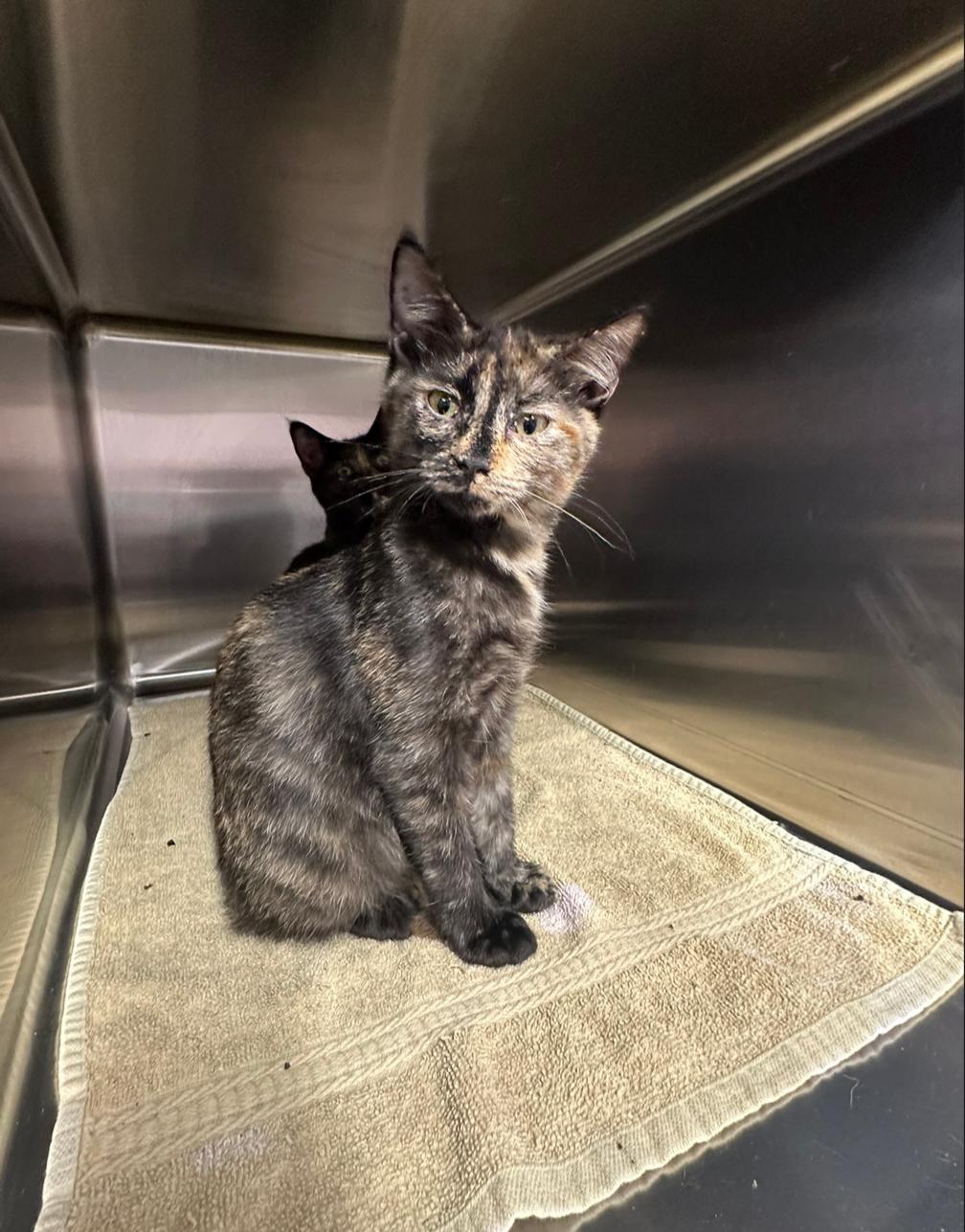 ANNIE & AMELIA, an adopted Domestic Short Hair in Soddy Daisy, TN image 5/6