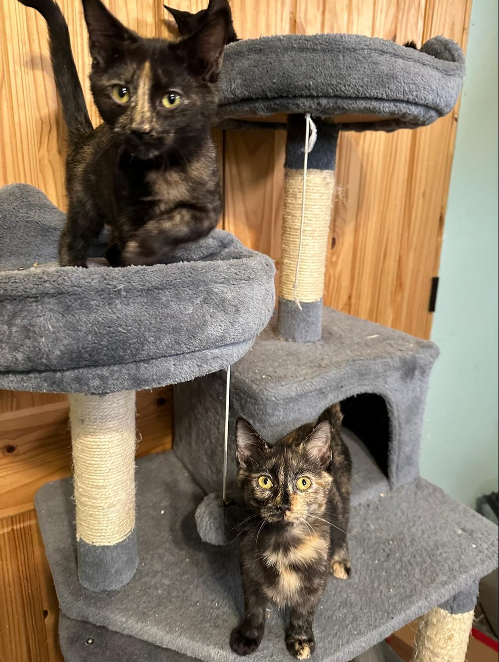 ANNIE & AMELIA, an adopted Domestic Short Hair in Soddy Daisy, TN image 2/6