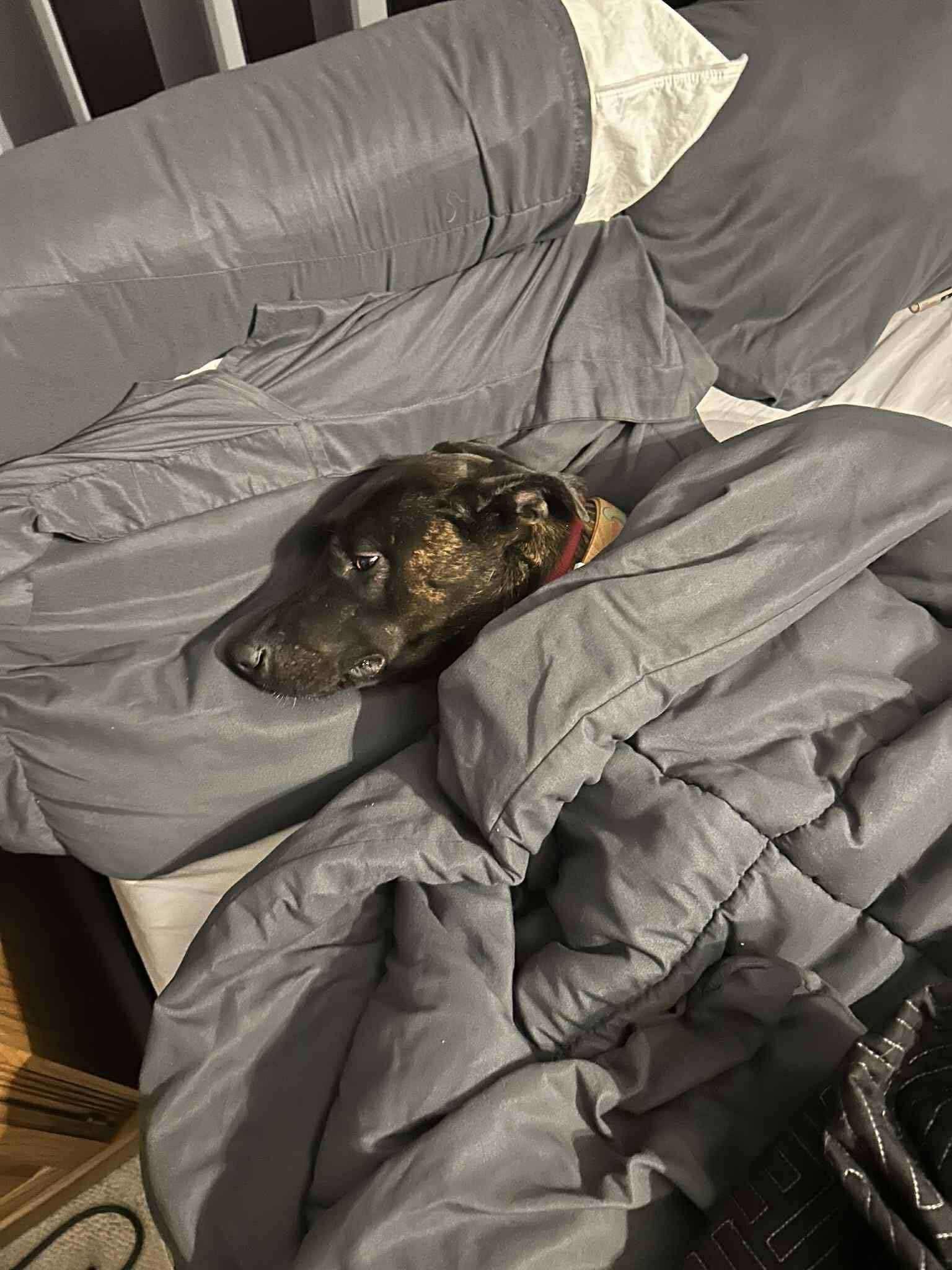 Enlarge Maggie, a ADOPTABLE mixed breed in Souderton, PA image 4/4