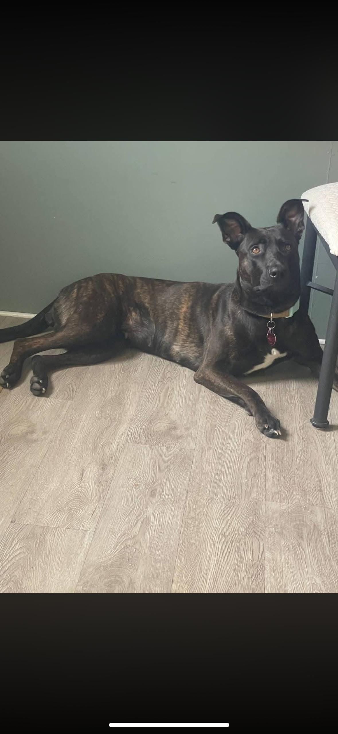 Maggie, ADOPTABLE, Adult Female Belgian Shepherd / Malinois.