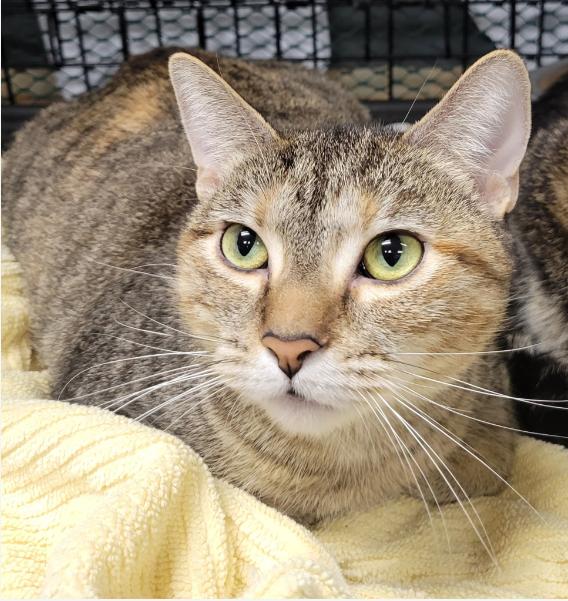 Enlarge Mila, a Adoptable Domestic Short Hair in Chicago, IL image 1/1
