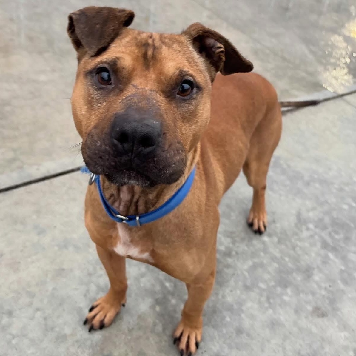 Enlarge Hunter, a Adoptable Mixed Breed in Youngstown, OH image 4/6