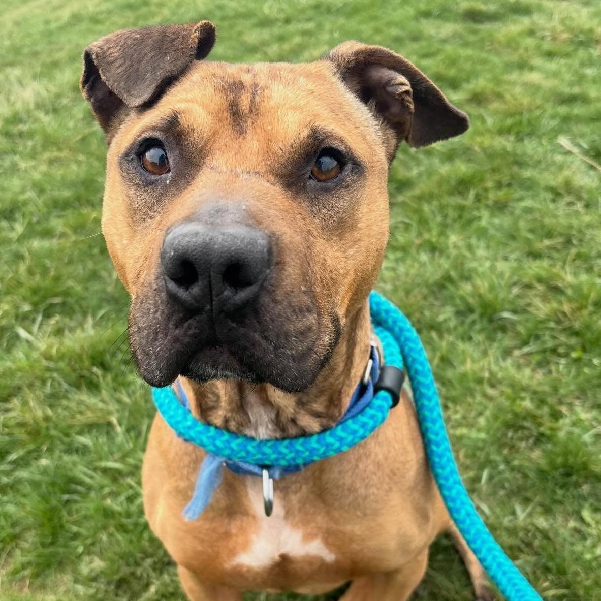 Hunter, Adoptable, Adult Male Mixed Breed.