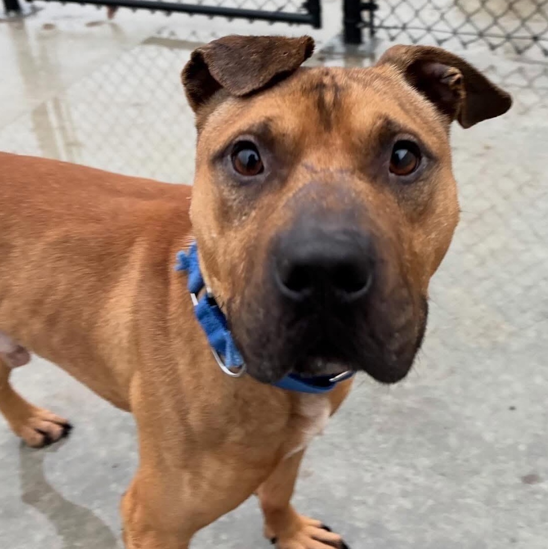 Enlarge Hunter, a Adoptable Mixed Breed in Youngstown, OH image 2/6