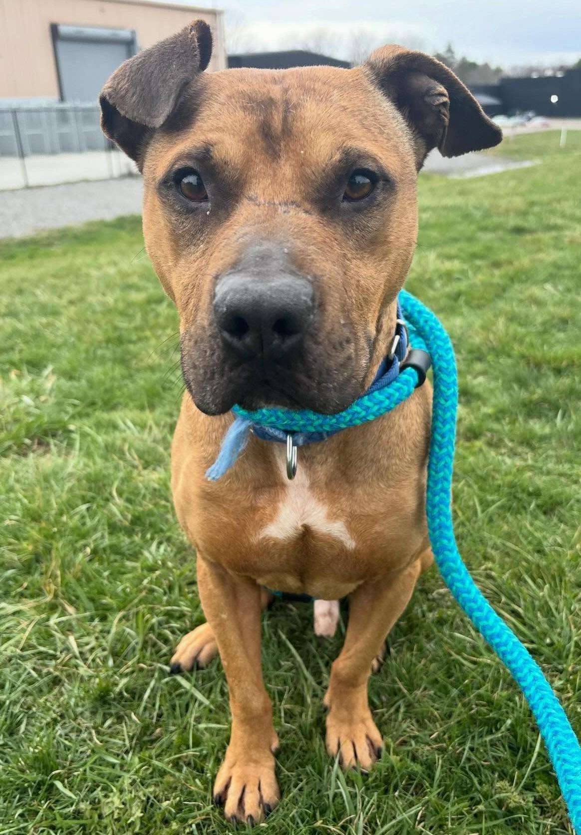 Enlarge Hunter, a Adoptable Mixed Breed in Youngstown, OH image 5/6