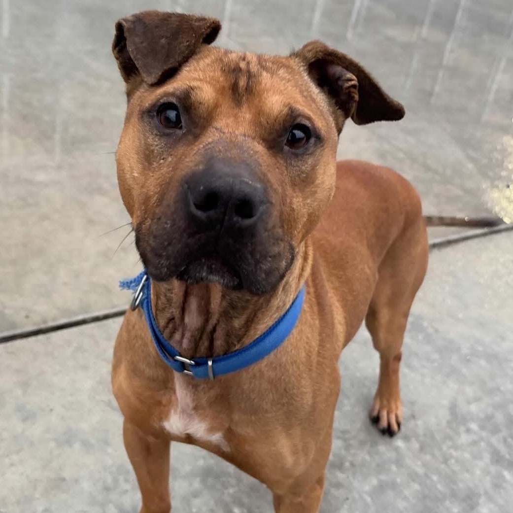 Enlarge Hunter, a Adoptable Mixed Breed in Youngstown, OH image 3/6