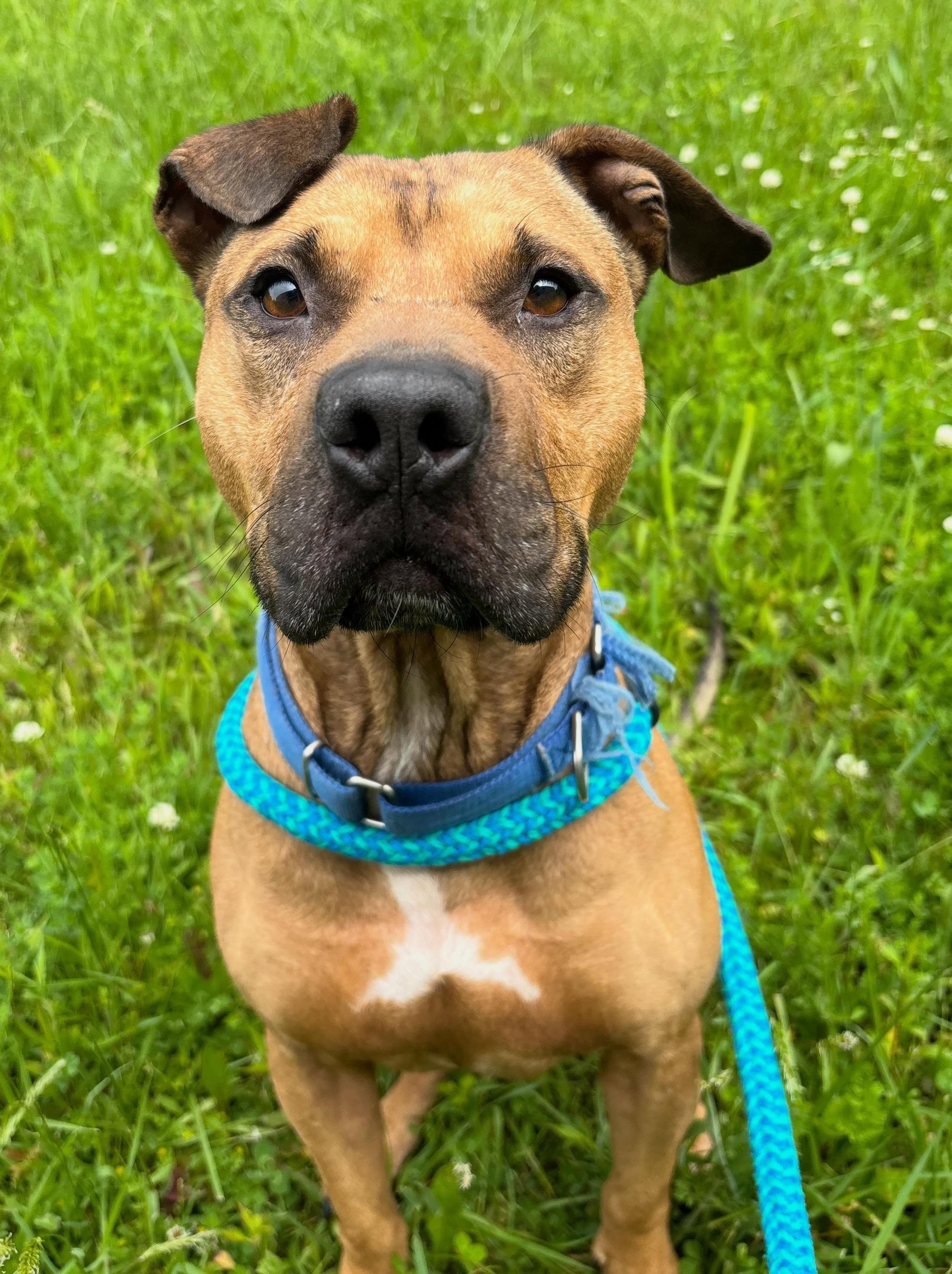 Enlarge Hunter, a Adoptable Mixed Breed in Youngstown, OH image 6/6