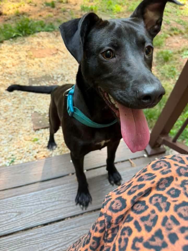 Winnie, Adopted, Young Female Labrador Retriever.