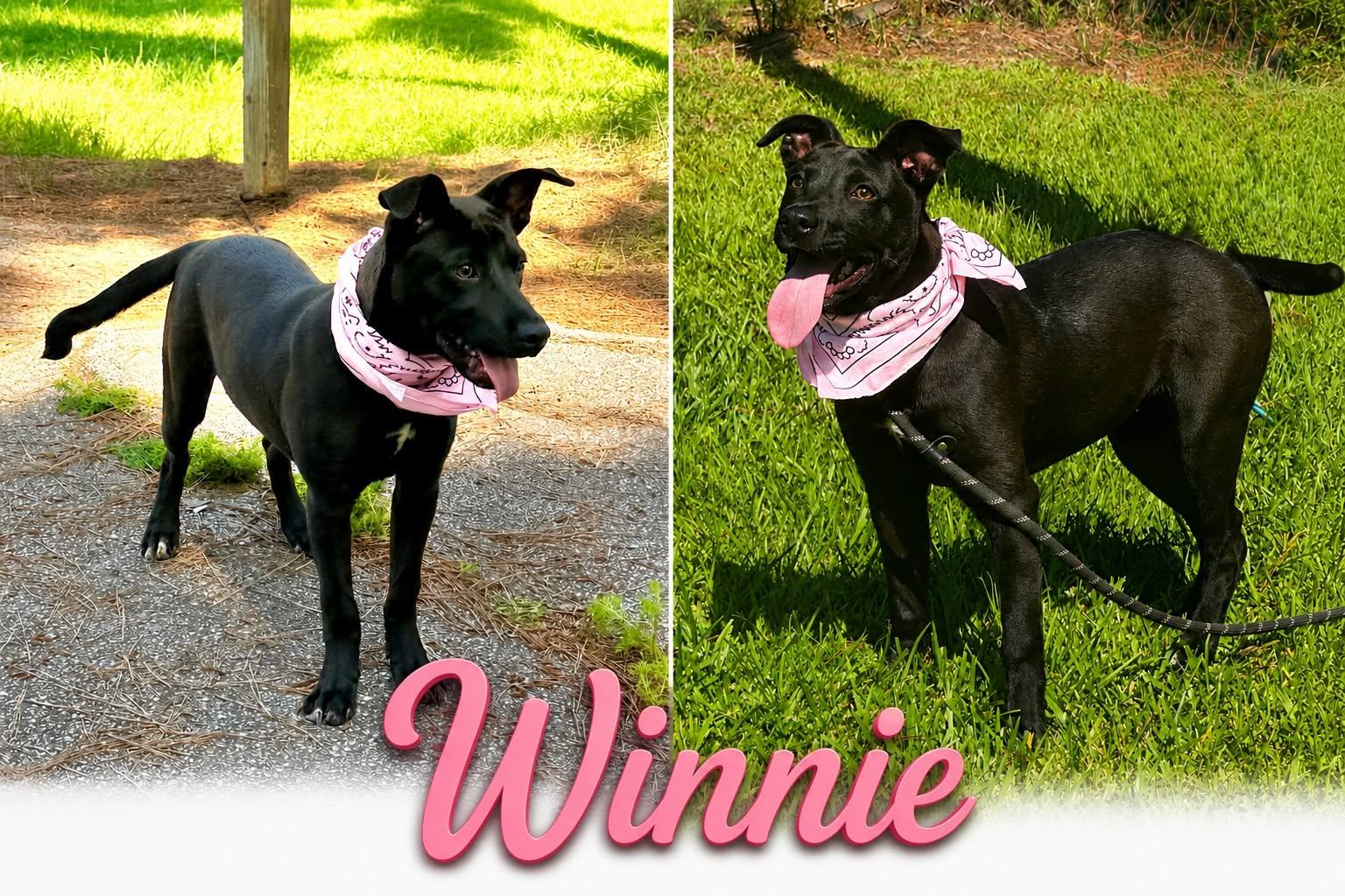 Enlarge Winnie, a Adopted Labrador Retriever in Shillington, PA image 2/3