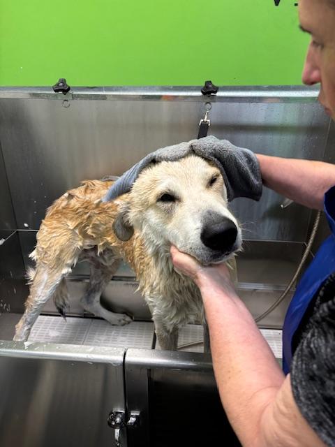 Enlarge Courtesy Post: Davidson, a ADOPTABLE mixed breed in Sequim, WA image 5/5