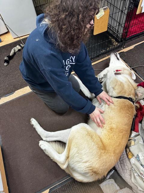 Enlarge Courtesy Post: Davidson, a ADOPTABLE mixed breed in Sequim, WA image 2/5