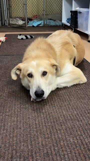 Enlarge Courtesy Post: Davidson, a ADOPTABLE mixed breed in Sequim, WA image 4/5