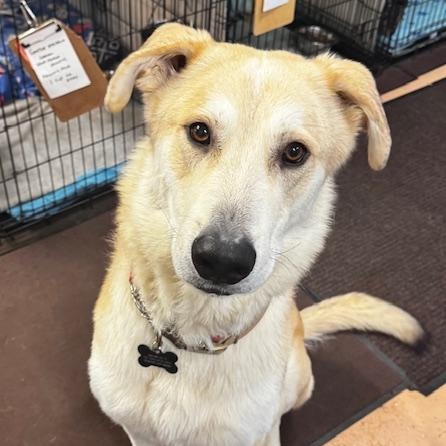 Courtesy Post: Davidson, ADOPTABLE, Young Male Maremma Sheepdog.