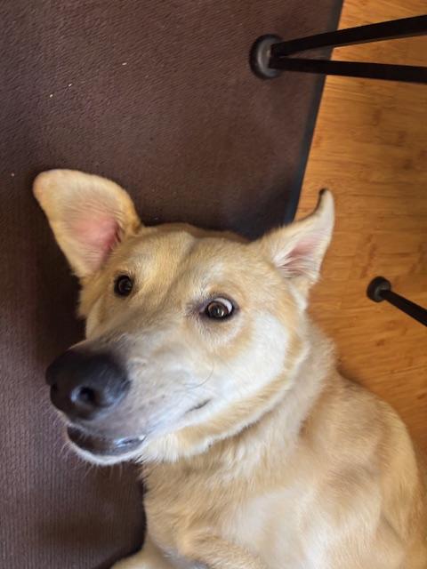 Enlarge Courtesy Post: Davidson, a ADOPTABLE mixed breed in Sequim, WA image 3/5