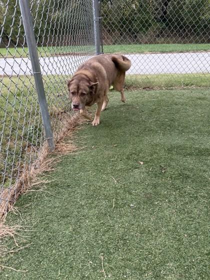 Enlarge Eve, a Adoptable mixed breed in Independence, MO image 1/3