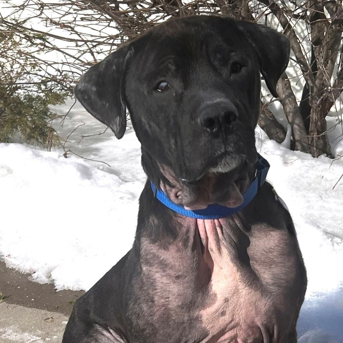 Zuko, ADOPTABLE, Adult Male Labrador Retriever & Mastiff.