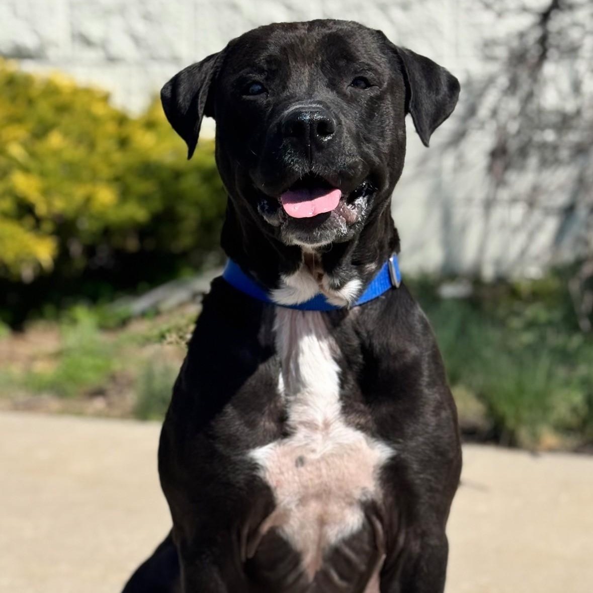 Zuko, ADOPTABLE, Adult Male Labrador Retriever & Mastiff.