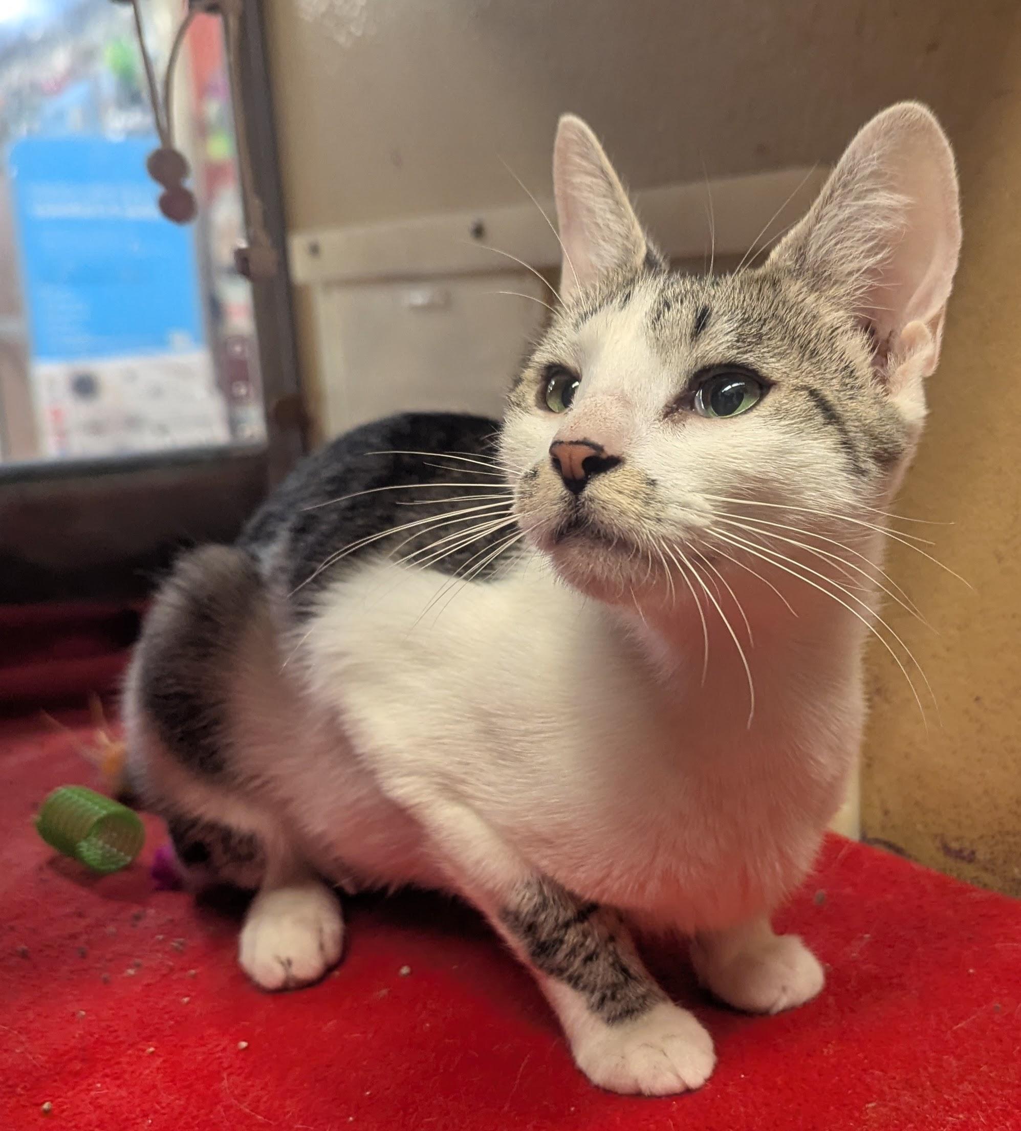 Enlarge Willow, a Adoptable Domestic Short Hair in PHILADELPHIA, PA image 1/2