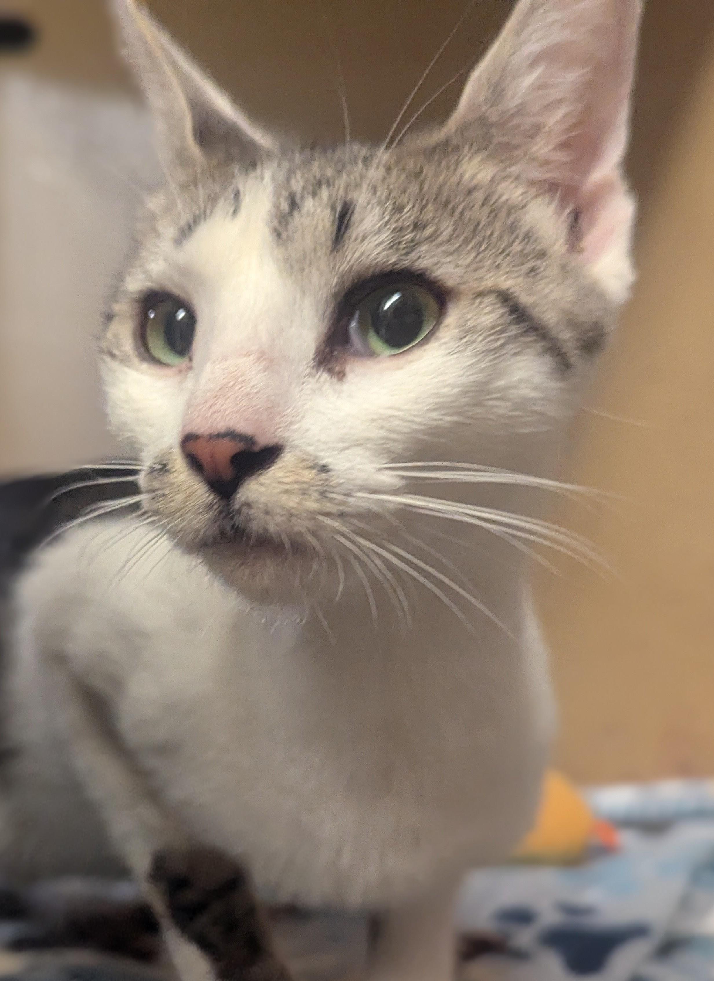 Enlarge Willow, a Adoptable Domestic Short Hair in PHILADELPHIA, PA image 2/2