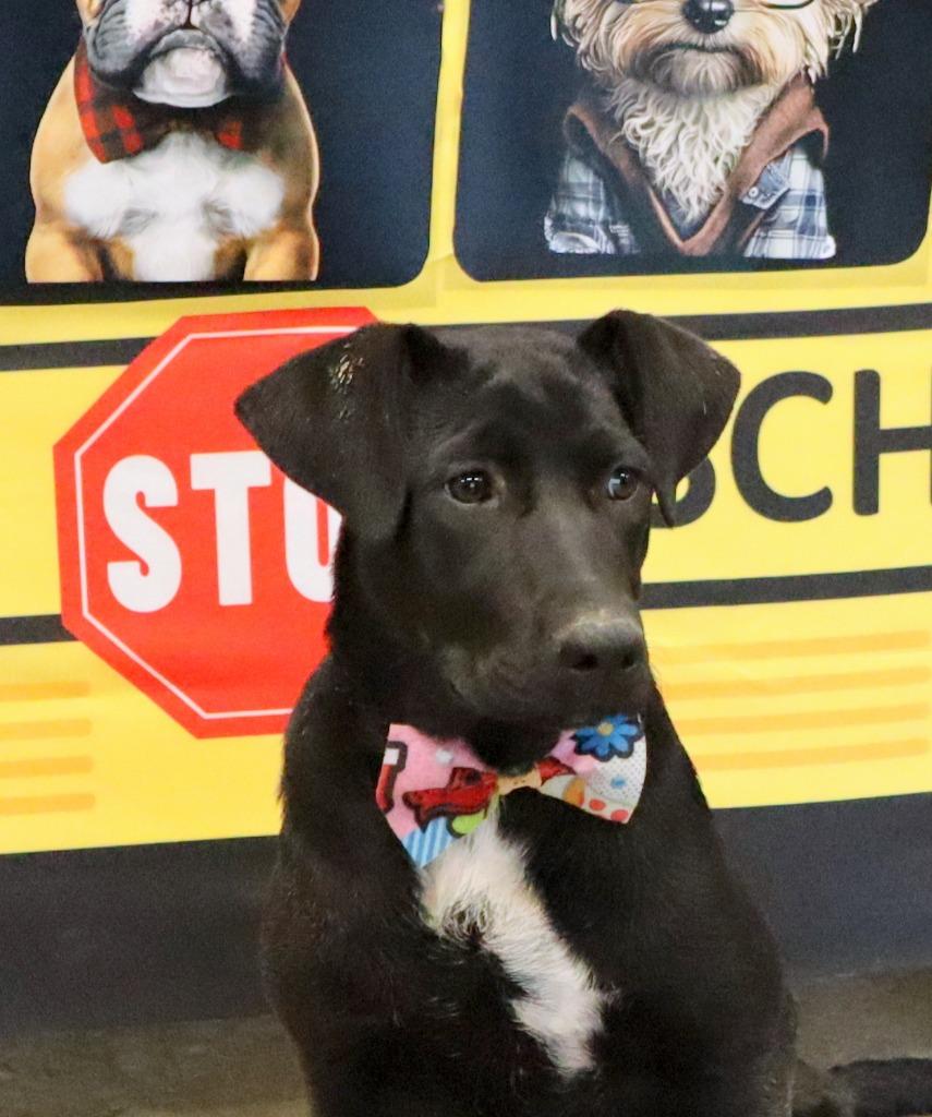 Enlarge Swiss, a Adoptable Mixed Breed in Jonesboro, AR image 1/3