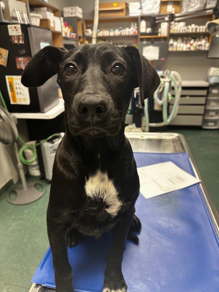 Enlarge Swiss, a Adoptable Mixed Breed in Jonesboro, AR image 3/3