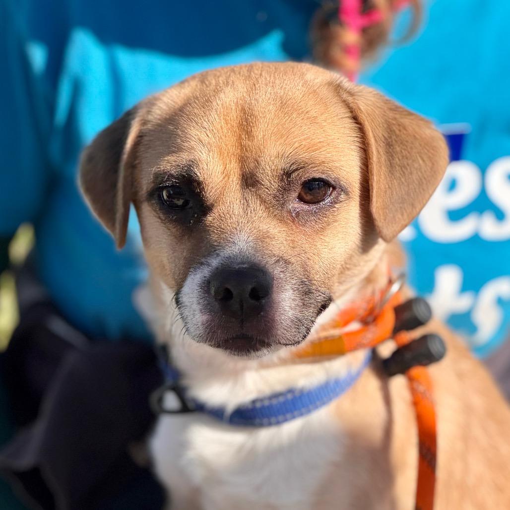 Terrence - City of Industry Location, a Adoptable mixed breed in Chino Hills, CA image 1/6