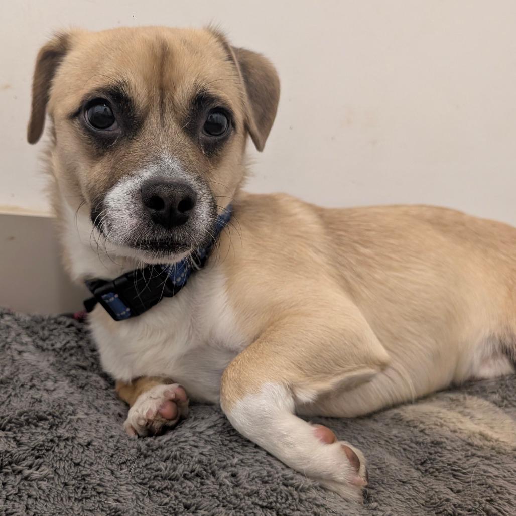 Terrence - City of Industry Location, a Adoptable mixed breed in Chino Hills, CA image 2/6