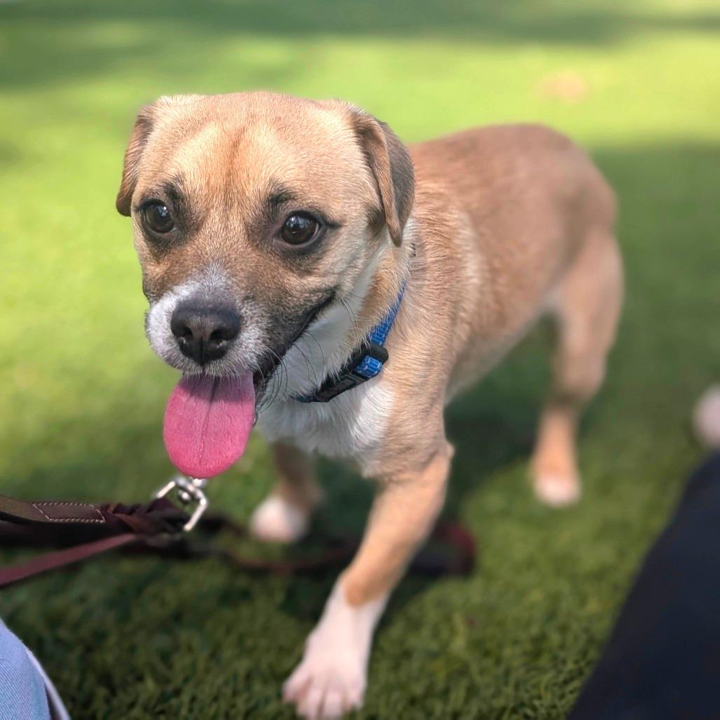 Terrence - City of Industry Location, a Adoptable mixed breed in Chino Hills, CA image 3/6