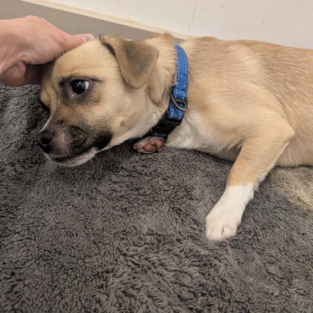 Terrence - City of Industry Location, a Adoptable mixed breed in Chino Hills, CA image 4/6