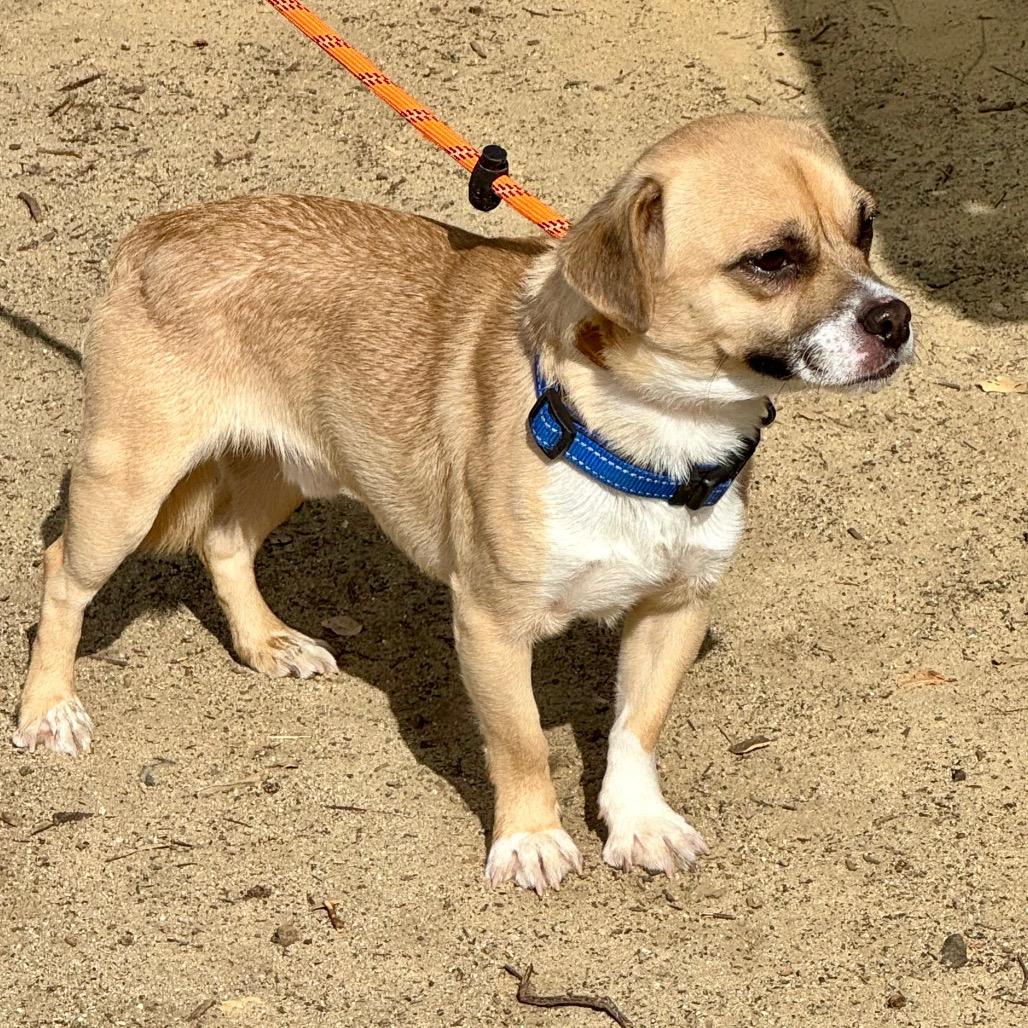 Terrence - City of Industry Location, a Adoptable mixed breed in Chino Hills, CA image 5/6