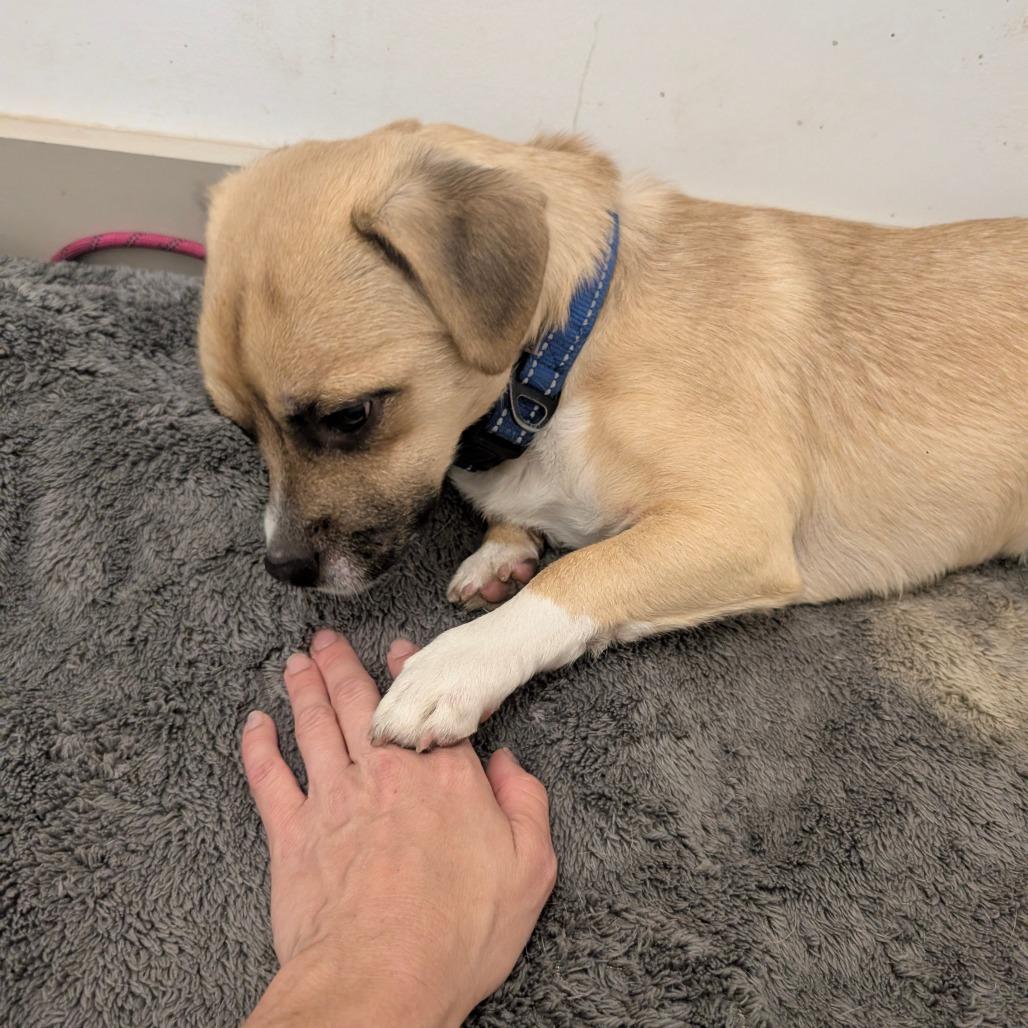 Terrence - City of Industry Location, a Adoptable mixed breed in Chino Hills, CA image 6/6