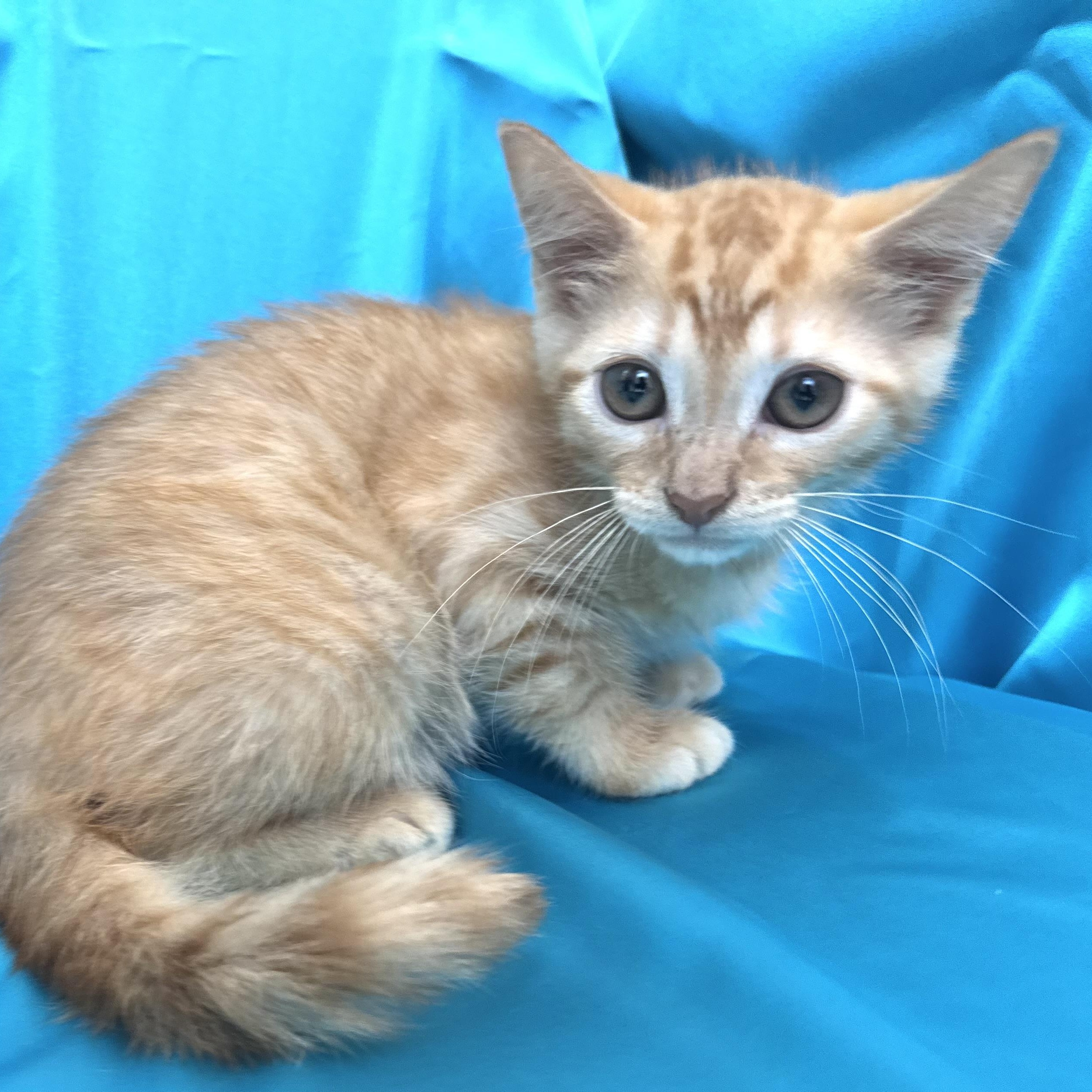 Enlarge Spice -s, a ADOPTABLE mixed breed in Sequatchie, TN image 2/4