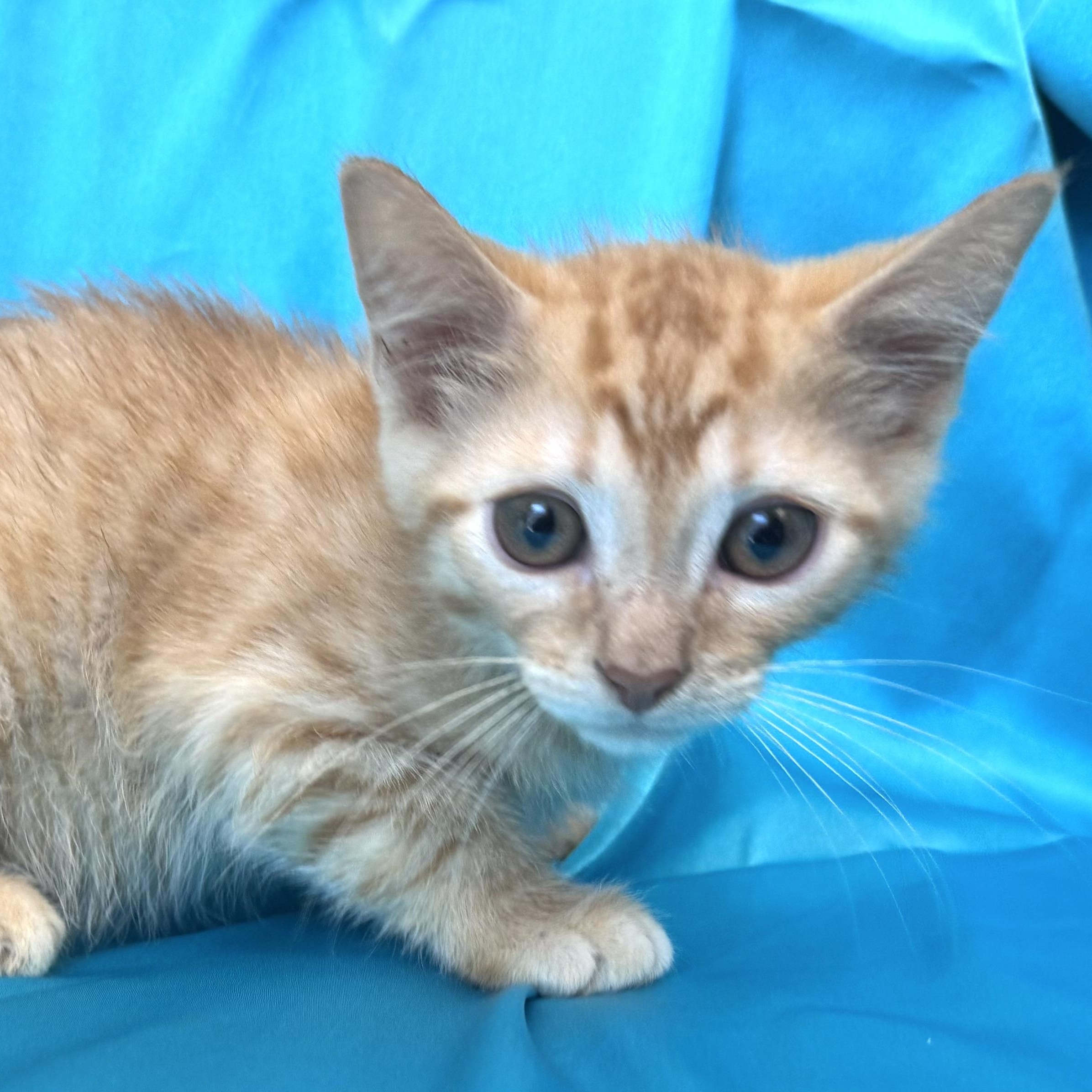 Enlarge Spice -s, a ADOPTABLE mixed breed in Sequatchie, TN image 4/4