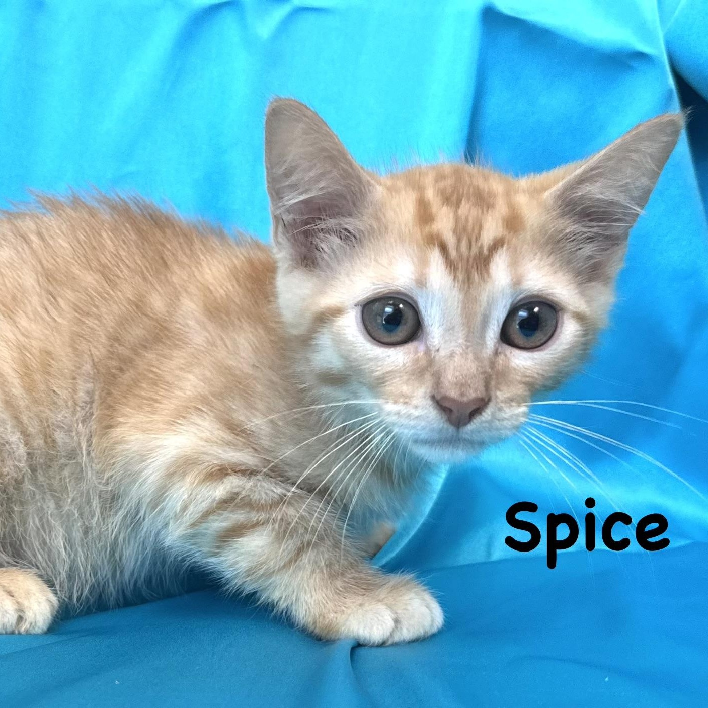 Spice -s, ADOPTABLE, Kitten Male Domestic Medium Hair.