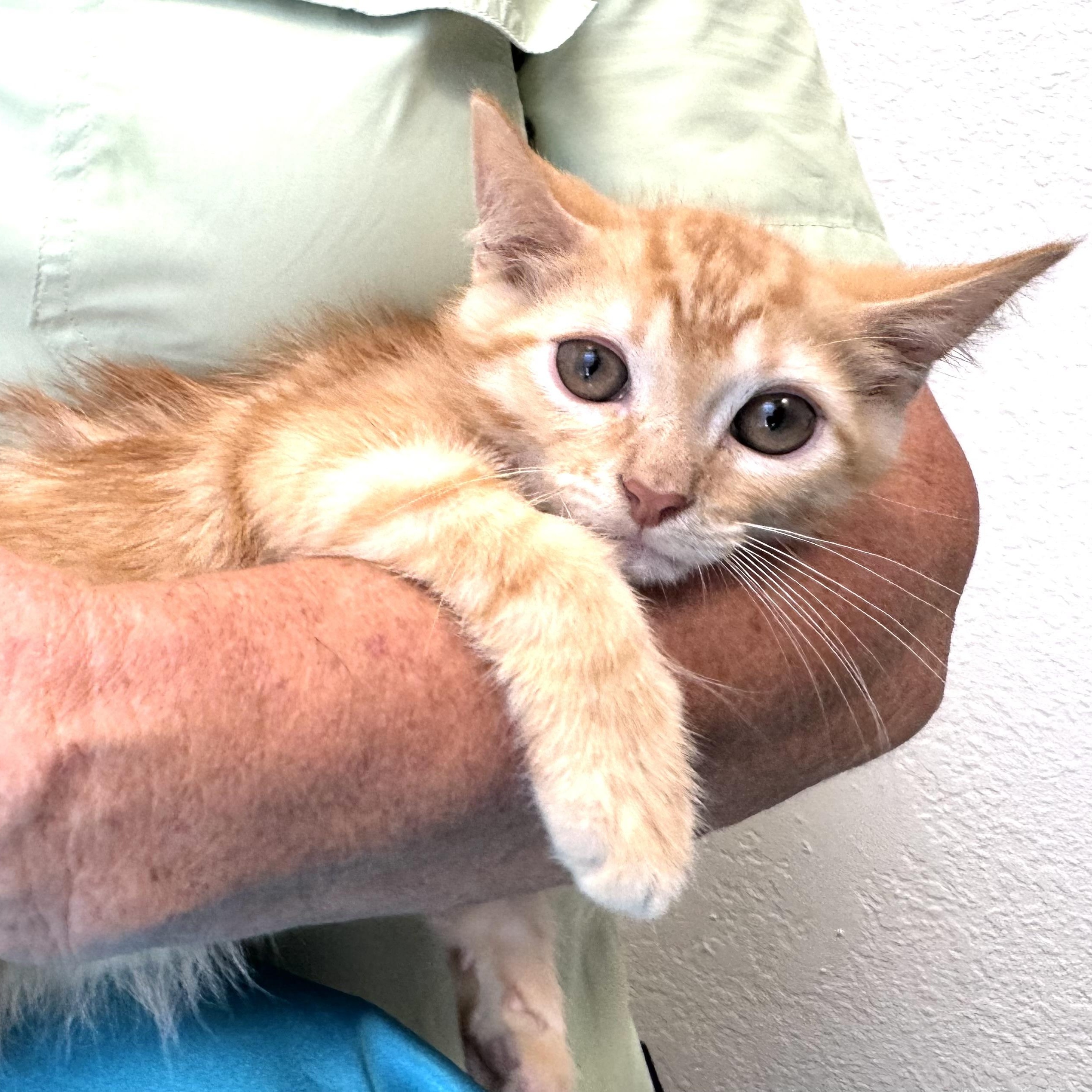Enlarge Spice -s, a ADOPTABLE mixed breed in Sequatchie, TN image 3/4